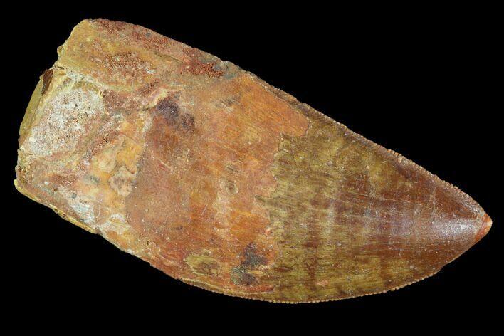 Serrated, Carcharodontosaurus Tooth - Robust Tooth #99809